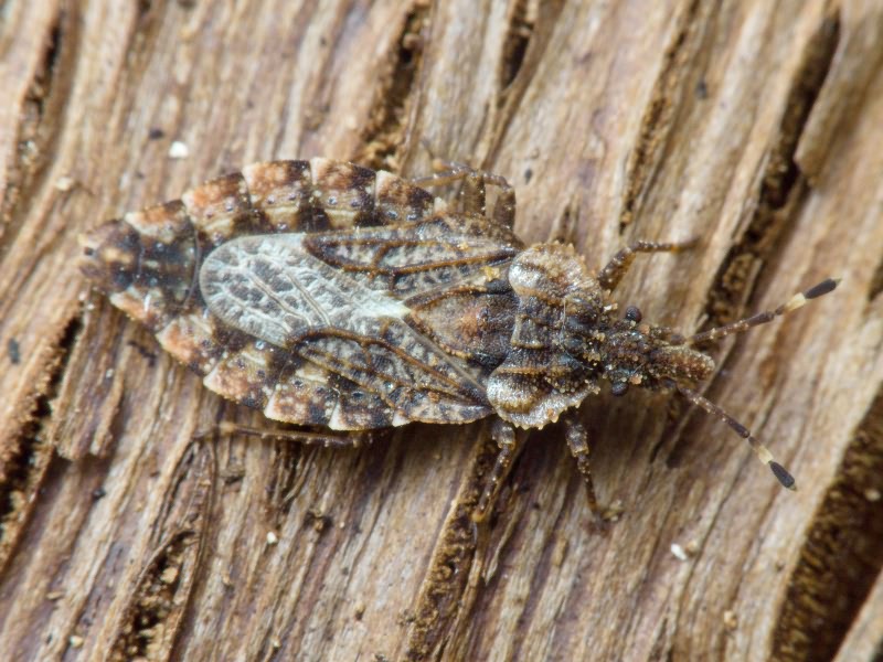 Aradus betulae (Linnaeus, 1758)